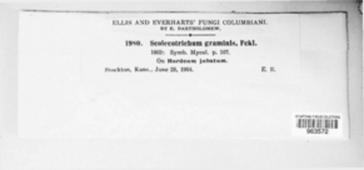 Graminopassalora graminis image